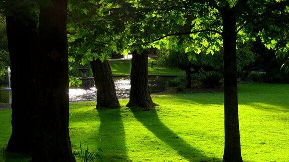 宁静的公园池塘绿色的草地景观黑暗的树剪影