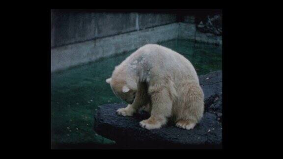 在动物园里人们向北极熊扔食物