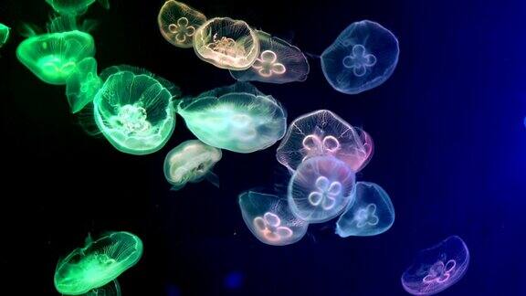 水下水母的抽象视图