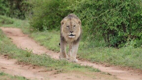 在桑布鲁国家公园里雄狮在咆哮