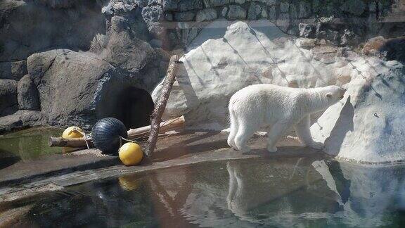 一只北极熊在一个大池塘附近的动物园里散步