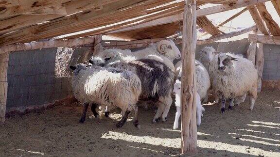 羊圈里的绵羊和羊羔