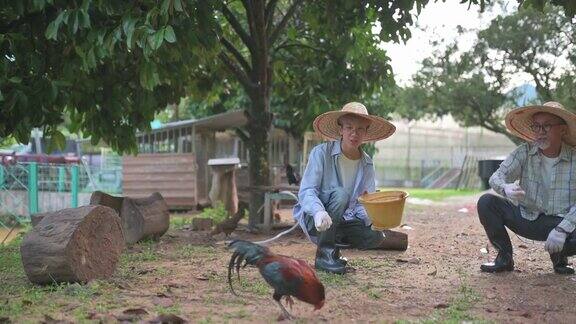 一位亚洲华人老人早上带着儿子提着桶在鸡舍喂鸡