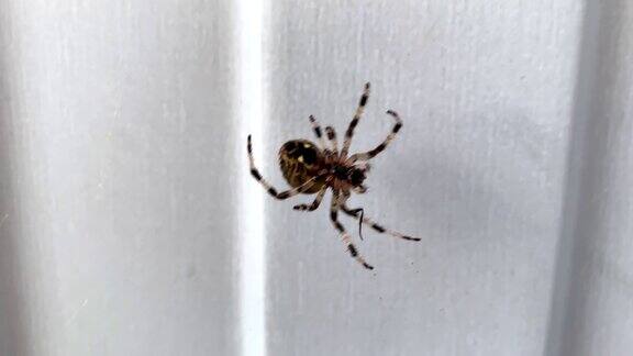 一只蜘蛛在网上摇摆并移动它的腿