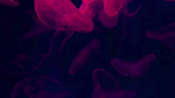 黑暗中的红色水母