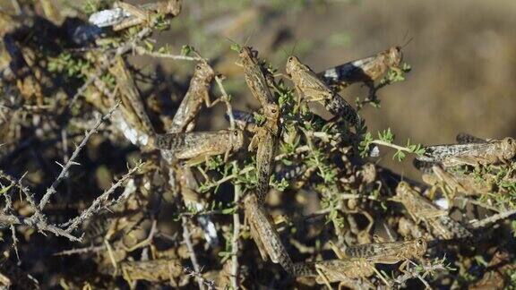 特写镜头与全球变暖和气候变化有关的数百万棕色蝗虫群摧毁了非洲的农作物