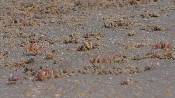 泰国南部萨顿省红树林地区的沙地上成千上万的士兵蟹