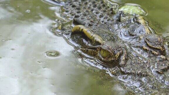 近距离观察漂浮在池塘中的鳄鱼