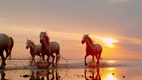 日落时分一群马在海滩上奔跑