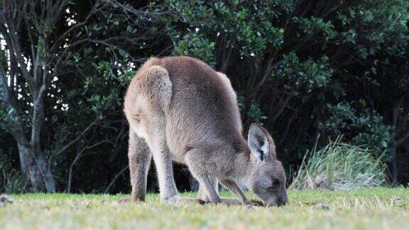 低角度视角的澳大利亚小袋鼠吃草在沿海的草地岬角