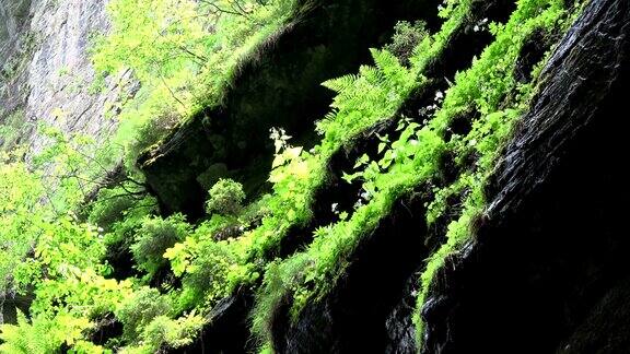 布雷塔克拉姆峡谷侵蚀对比植物生长多样性Allgäu巴伐利亚旅游自然奇迹4K