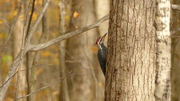 羽状啄木鸟在秋天在树后啄食看不见的目标猎物