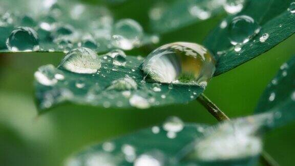 雨后绿叶上水滴的微距镜头
