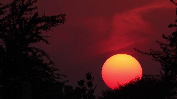 圆圆的亮黄红的太阳落在树后