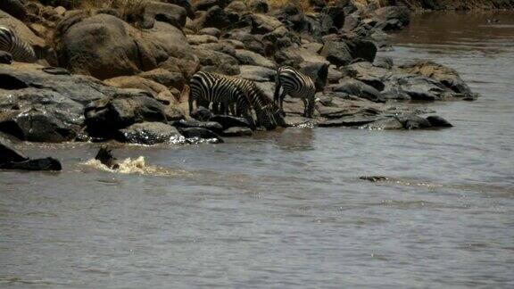 肯尼亚马拉河中鳄鱼追逐一只年轻的角马