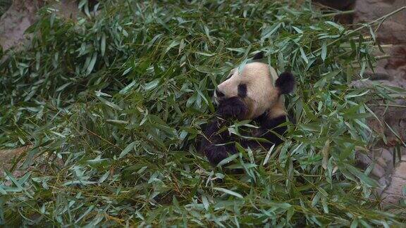 一只可爱的熊猫坐在竹枝间吃东西