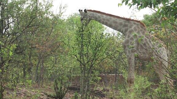 长颈鹿吃树叶