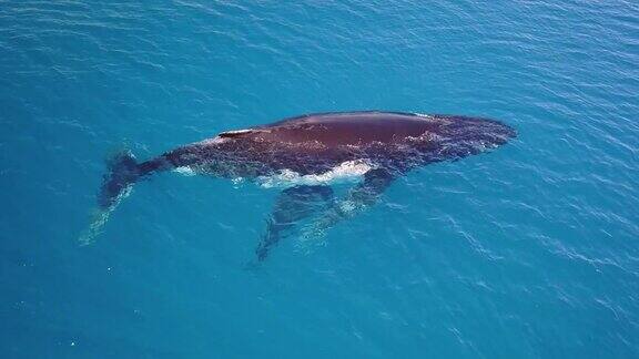 鸟瞰海洋中的鲸鱼在它的小狗旁边游泳这样它就可以保护它爱它让它成长