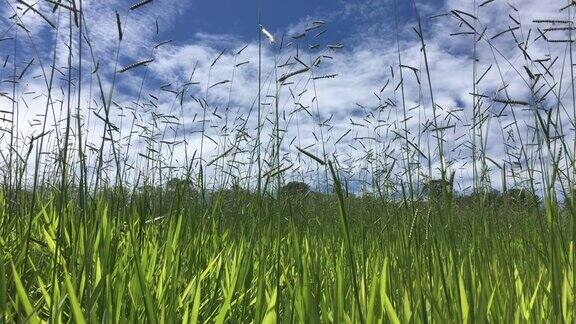 草地上的风背景是多云的天空