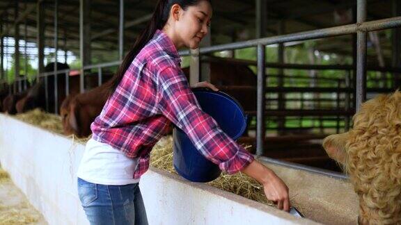 亚洲有吸引力的农业牛农民妇女在农场工作