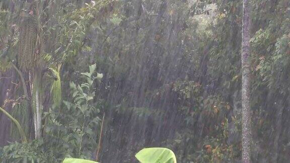 大雨在绿色的热带森林