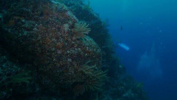 有软珊瑚的海底珊瑚礁