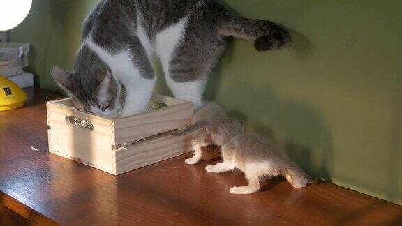 猫的家庭在木盒子