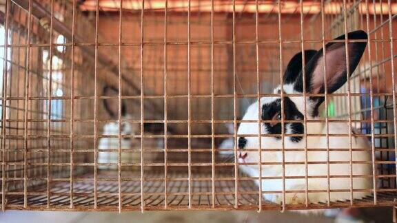 兔子在4K的笼子里兔子在笼子里