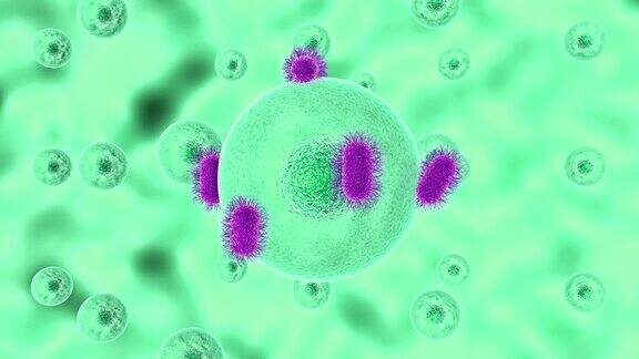 致病微生物感染细胞过程的三维动画
