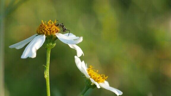蚂蚁走在雏菊花上