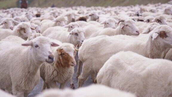 一群羊紧紧地走着