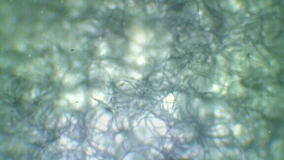 显微镜下的蜘蛛网漂浮的细菌和活的有机体围绕着一个令人毛骨悚然的移动的网光镜下的纤维纺织网状抽象背景与漂浮的微生物