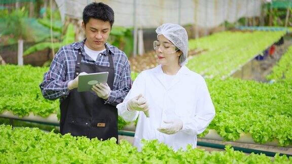 亚洲女性科学家和亚洲男性农民一起工作在温室实验中检查一种有机蔬菜的水培实验结果