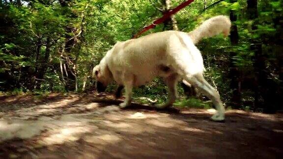 金毛猎犬在森林里散步