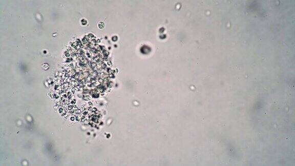 一组滴虫以藻类为食藻类是显微镜下的水下世界