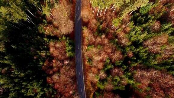 鸟瞰图:秋天巴伐利亚森林里的乡村道路