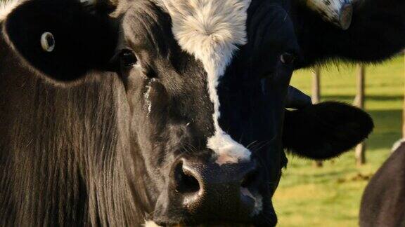 奶牛养殖的奶牛