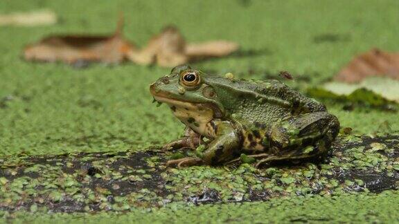 俄罗斯池塘中的沼泽蛙(龙眼蛙)