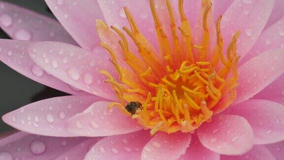 蜜蜂采集睡莲花蜜