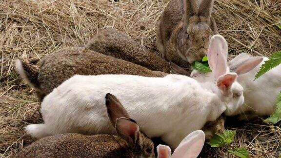 农场里有许多兔子在地上跳吃草