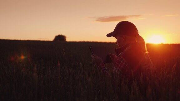 一个农妇晚上在麦田里工作美丽的日落享受平板电脑