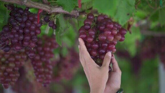 特写:人手捧着葡萄藤上挂着的一串红葡萄