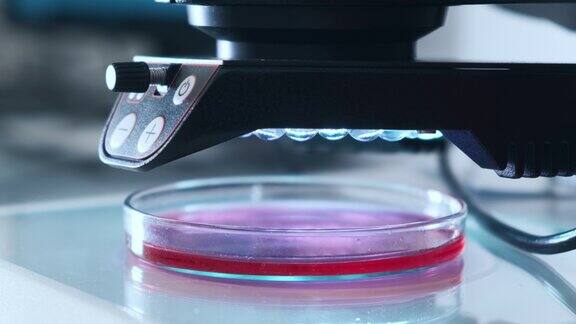 近距离的自动化科学实验室显微镜下检查样本在培养皿