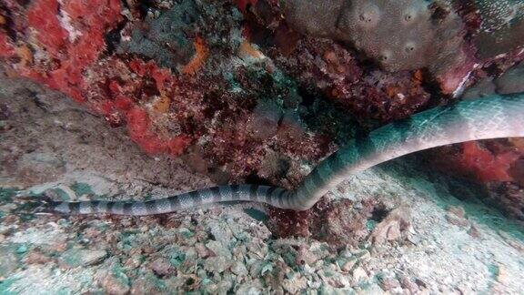 与致命的水下海蛇一起游泳