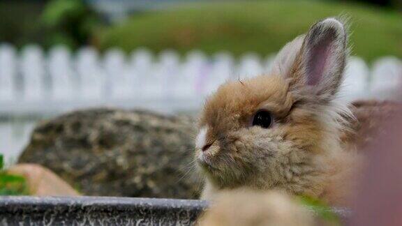农场里的一只兔子