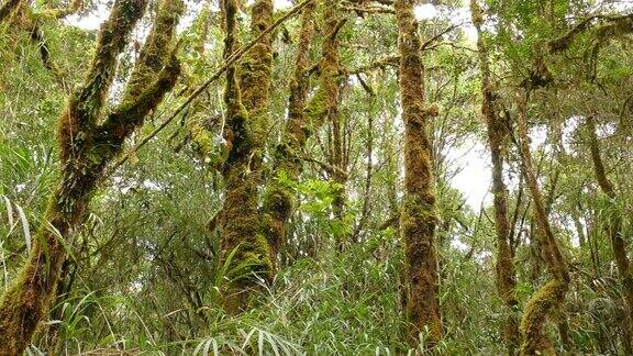 中美洲长满苔藓的高大树木
