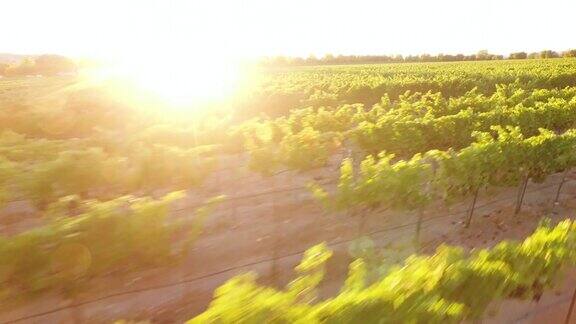 空中美丽的葡萄园日落