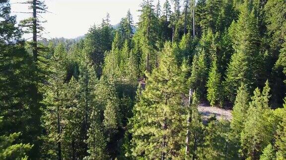 加州北部松树无人机