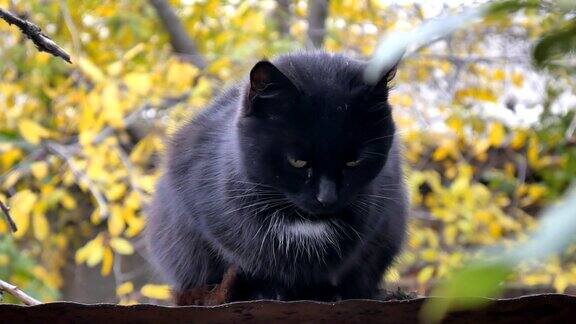 一只黑猫坐在屋顶上秋天的森林在一个阳光明媚的日子里寻找猎物