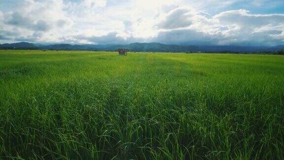 绿油油的稻田随风飘动蔚蓝的天空明媚的阳光